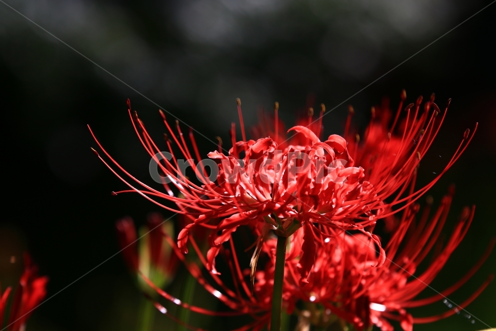 상사화,꽃무릇,꽃,붉은꽃,불갑사,flower,식물,자연,plants,nature,꽃,flower