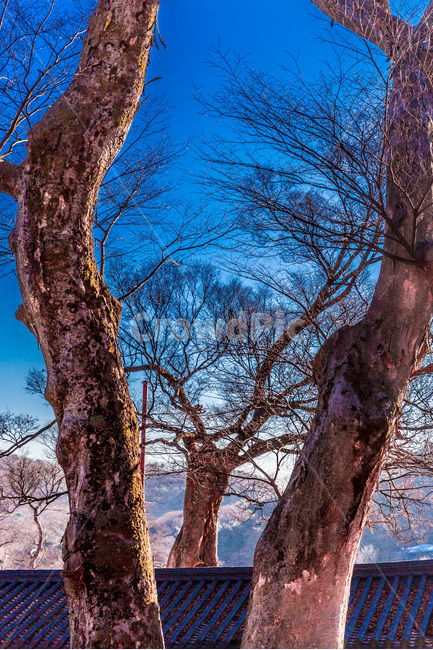 고목,기와,고궁,문화유산,한국의미,겨울,계절,winter,season,한국전통,한국문화,korean traditional,korean culture,식물,자연,plants,nature,나무,trees,wood