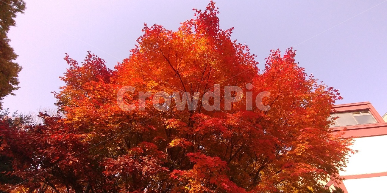 plant,식물,tree,나무,단풍,maple