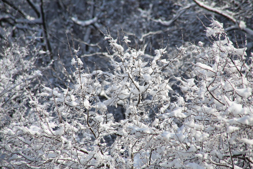 눈꽃,자연,풍경,겨울,눈,겨울,계절,winter,season,식물,자연,plants,nature