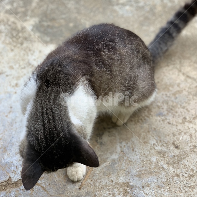동물,애완동물,애완묘,cat,kitty,cats,고양이