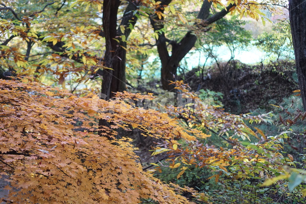 가을풍경,단풍,남한산성,낙엽,가을산,가을,계절,fall,autumn,season,tree,나무,plant,식물,tree trunk,나무 줄기