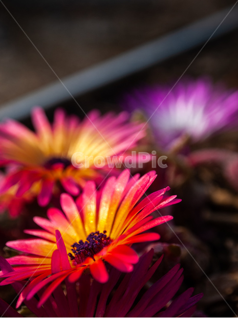 꽃,봄,자연,식물,꽃잎,식물,자연,plants,nature,꽃,flower