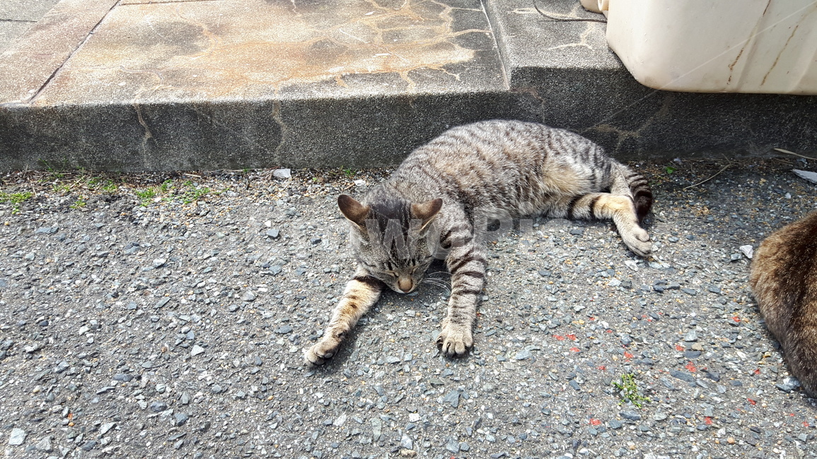 고양이,고양이섬,일본고양이섬,아이노시마,후쿠오카