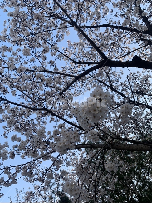 blossom,꽃,flower,cherryblossom,벚꽃,식물,봄