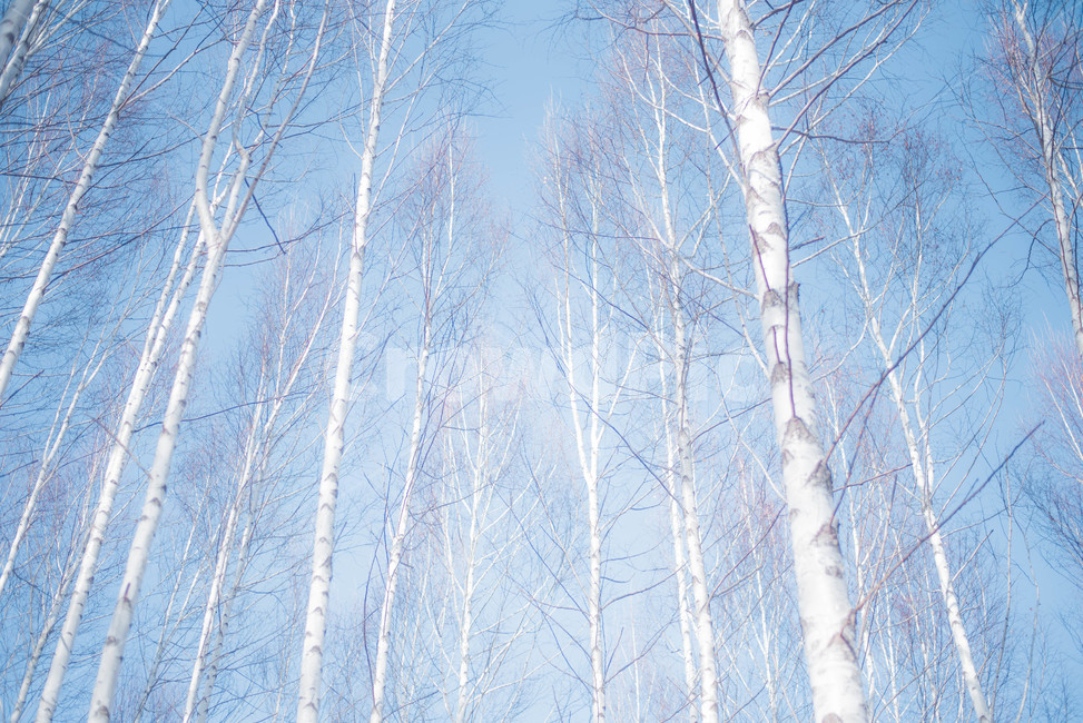 자작나무,강원도,하늘,인제자작나무숲,겨울하늘,겨울,계절,winter,season,자연,풍경,nature,landscape,한국자연풍경,한국자연경관,korea nature landscape,plant,식물,tree,나무,outdoors,옥외