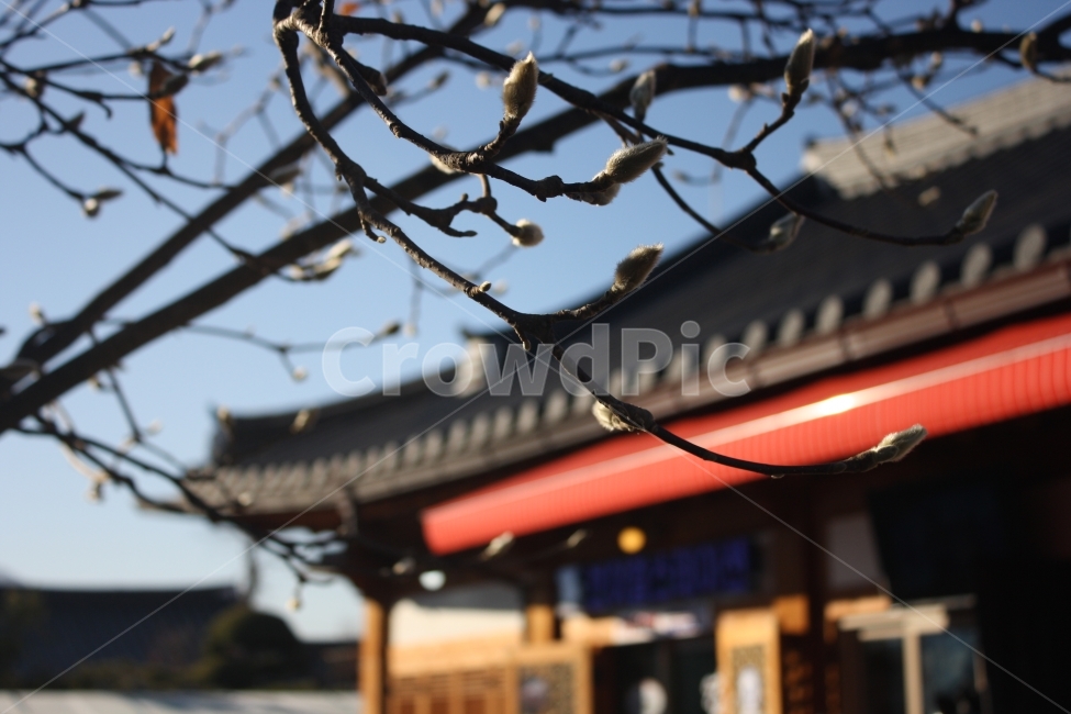 한옥,기와,동백나무,겨울꽃,겨울,한국전통,한국문화,korean traditional,korean culture,식물,자연,plants,nature,꽃,flower