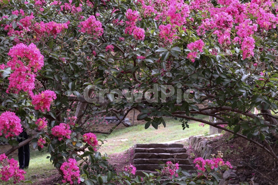 배롱나무,하목정,여름,분홍꽃,꽃,식물,flower,식물,자연,plants,nature,꽃,flower,나무,trees,wood