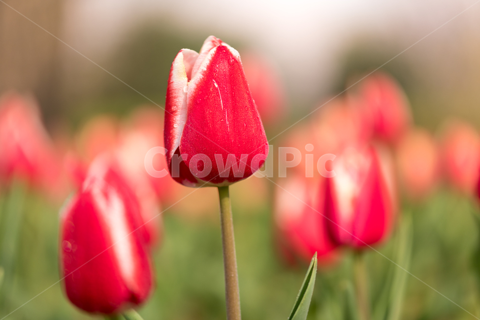 튤립,꽃,봄,봄꽃,식물,야외,실외,도심공원,봄,계절,spring,season,식물,자연,plants,nature,꽃,flower,plant,blossom