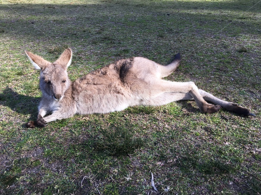 wallaby,animal,동물,mammal,캥거루,포유류,kangaroo,초원,호주,누워있는,발톱,졸린,자는,귀여운,여유로운,여유있는,왈라비