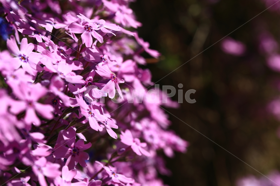 잔디,꽃,자연,접사,보라색,natural,puple,일상,flower,blossom,봄,계절,spring,season,식물,자연,plants,nature,꽃,flower,plant,petal,꽃잎