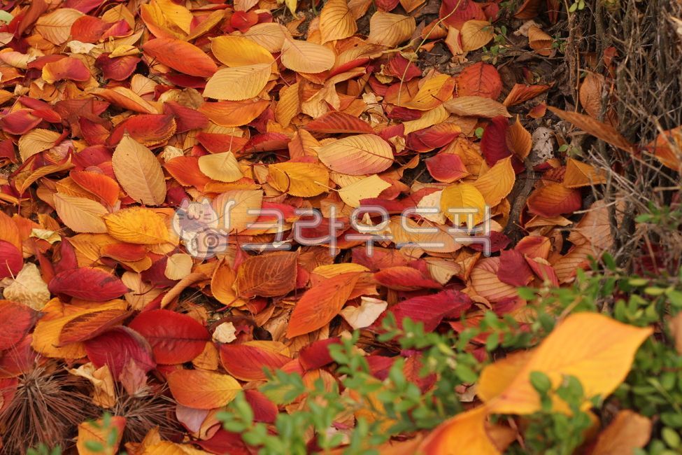 가을, 잎, 단풍, fall, leaf, 사진,이미지,일러스트,캘리그라피 - joyfulharu작가