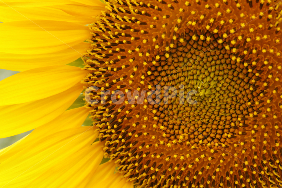 해바라기,여름,해바라기꽃,식물,해바라기씨,꽃잎,여름,계절,summer,season,가을,fall,autumn,식물,자연,plants,nature,꽃,flower,plant,blossom