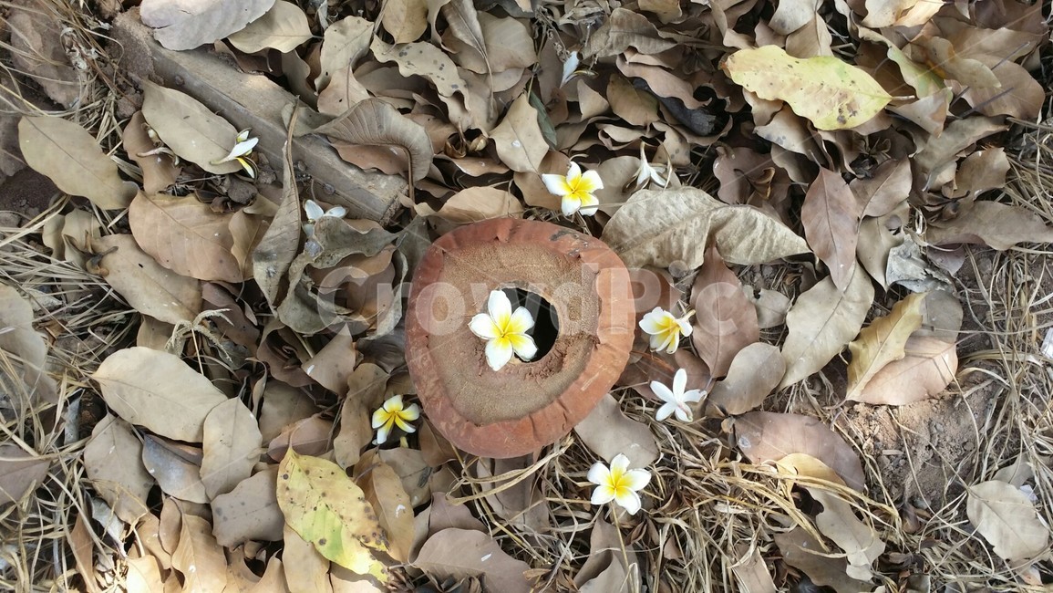 코코넛,꽃,식물,자연,coconut