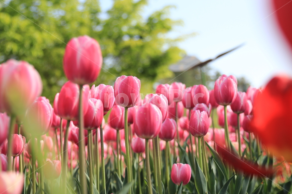 튤립,핑크,자연,식물,계절,봄,flowers,정원,화단,tulip,spring,nature,plants,pink,봄,계절,spring,season,식물,자연,plants,nature,꽃,flower,plant,blossom