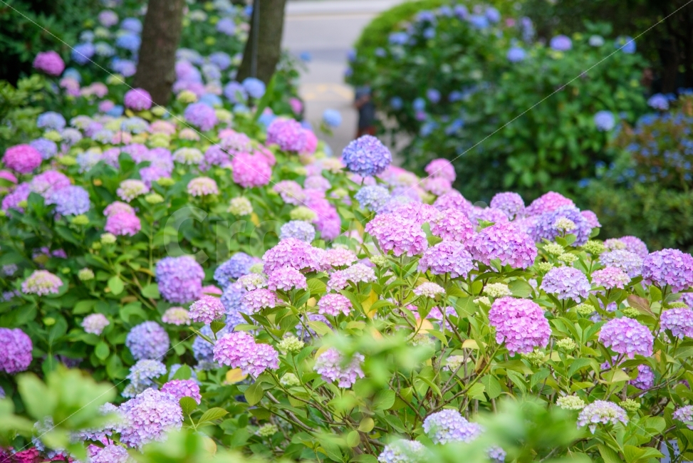 pink,fancy,Taejongsa Temple,green,nature,Taejongdae,hydrangea,flower garden,summer,flower,beautiful,blule,background,sight