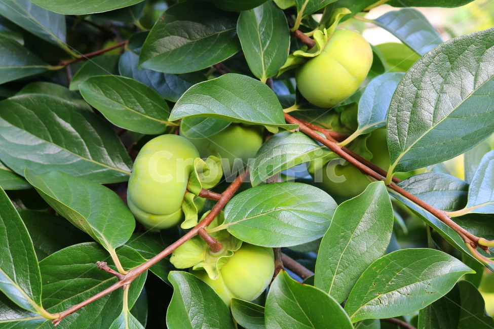감,나무,감나무,식물,과일,열매,자연,식물,자연,plants,nature,과일,열매,fruit