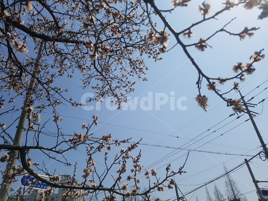 벚꽃,벚꽃축제,파란,밝은,따사로운,따뜻한,햇살,봄,계절,spring,season,식물,자연,plants,nature,꽃,flower