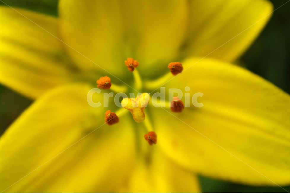 백합,꽃,식물,flower,color,nature,자연,꽃수술,식물,자연,plants,nature,꽃,flower