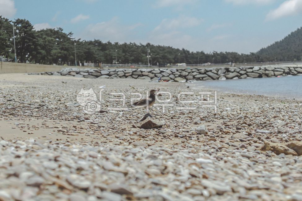 바다,여름,여름바다,하늘,갈매기,바다새,자갈,해변