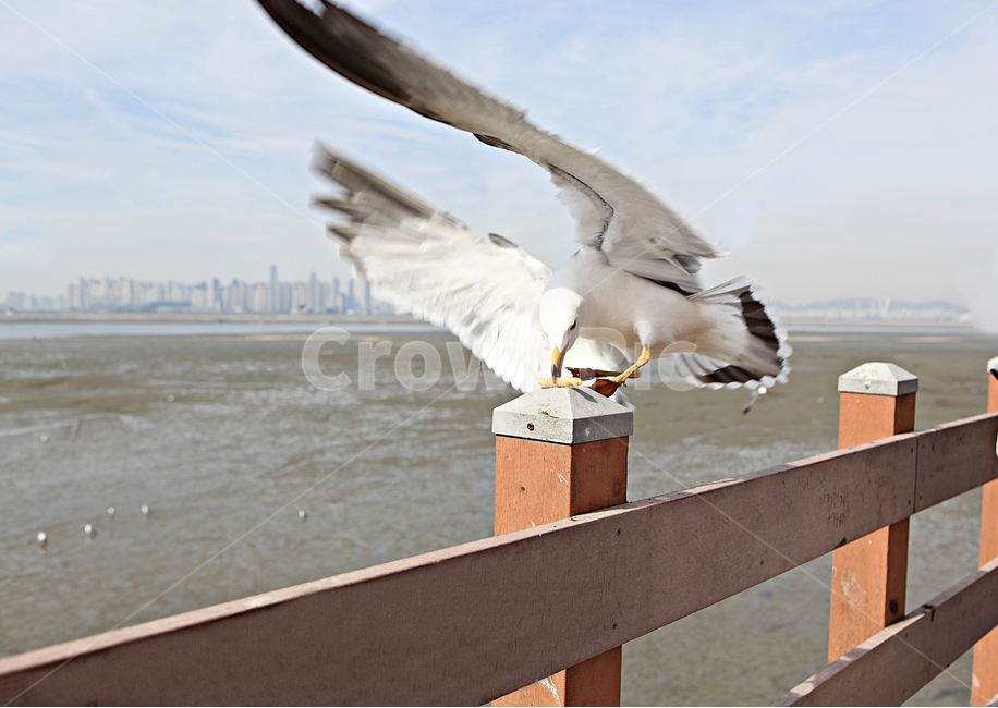 갈매기,새,조류,풍경,배경,자연,하늘,동물,animal,조류,새,birds