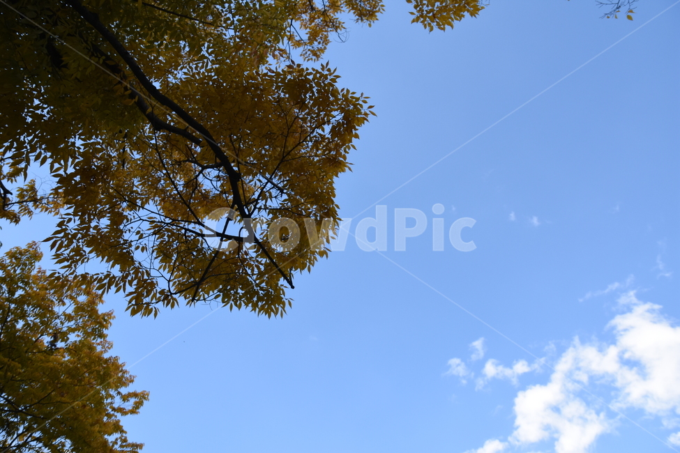 나무,하늘,가을,낙엽,노랑,파랑,힐링,은행,가을,계절,fall,autumn,season,자연,풍경,nature,landscape,tree,plant,식물,leaf,잎,tree trunk,나무 줄기
