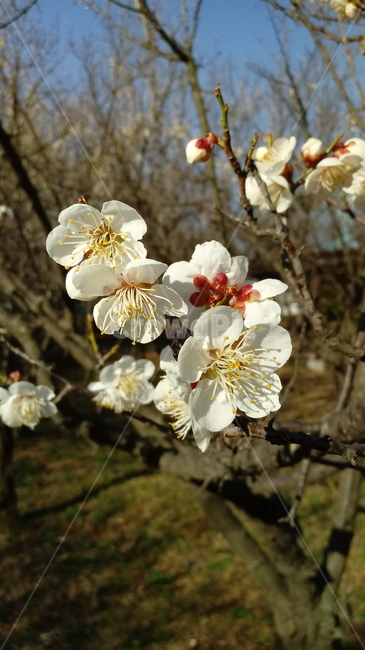 식물,꽃,나무,tree,outdoors,벚꽃