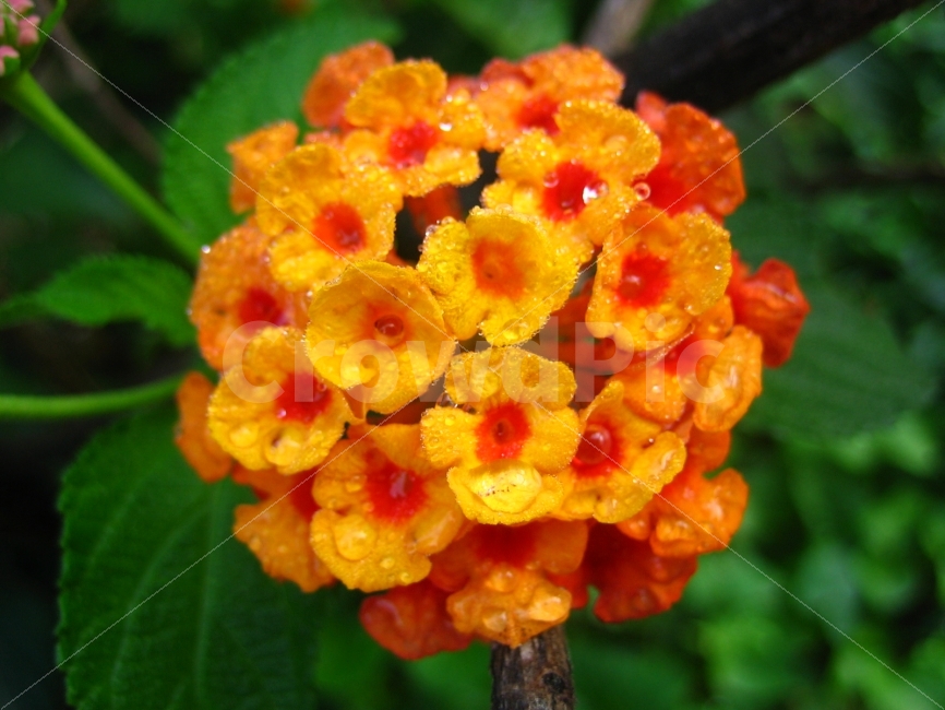 꽃,숲,식물,더불어,함께,공생,애틀란타,식물,자연,plants,nature,꽃,flower