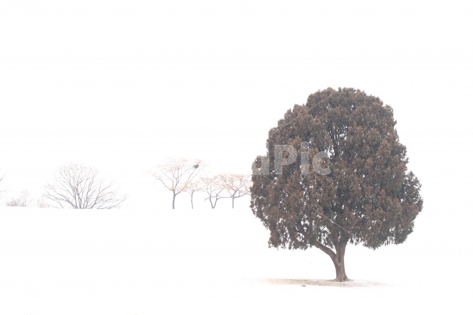 자연,설원,눈,나무,왕따나무,겨울,계절,winter,season,자연,풍경,nature,landscape,식물,plants,나무,trees,wood,tree,plant