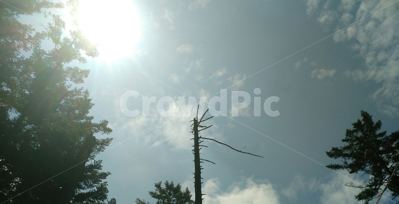 나무,하늘,해,숲,빛,자연,풍경,nature,landscape