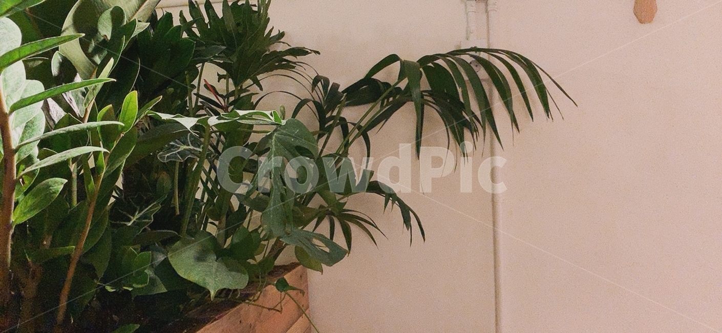 plant,식물,플랜테리어,planterior,인테리어,interior,실내용화초,화분,화초,house plant