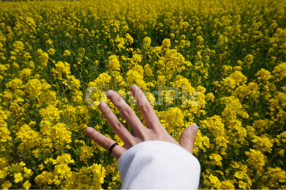 유채꽃,꽃,노란꽃,봄,봄꽃,봄,계절,spring,season,식물,자연,plants,nature,꽃,flower,사람,인물,인간,human,person,신체일부,몸,body