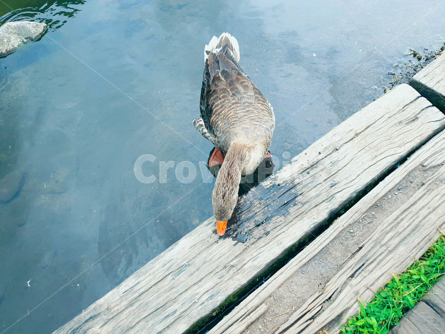 오리,duck,동물,animal,물새,bird,조류,새,birds