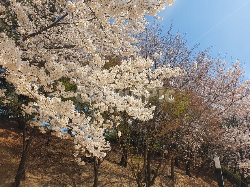벚꽃,하늘,산,봄,흰색,따듯함,벤치