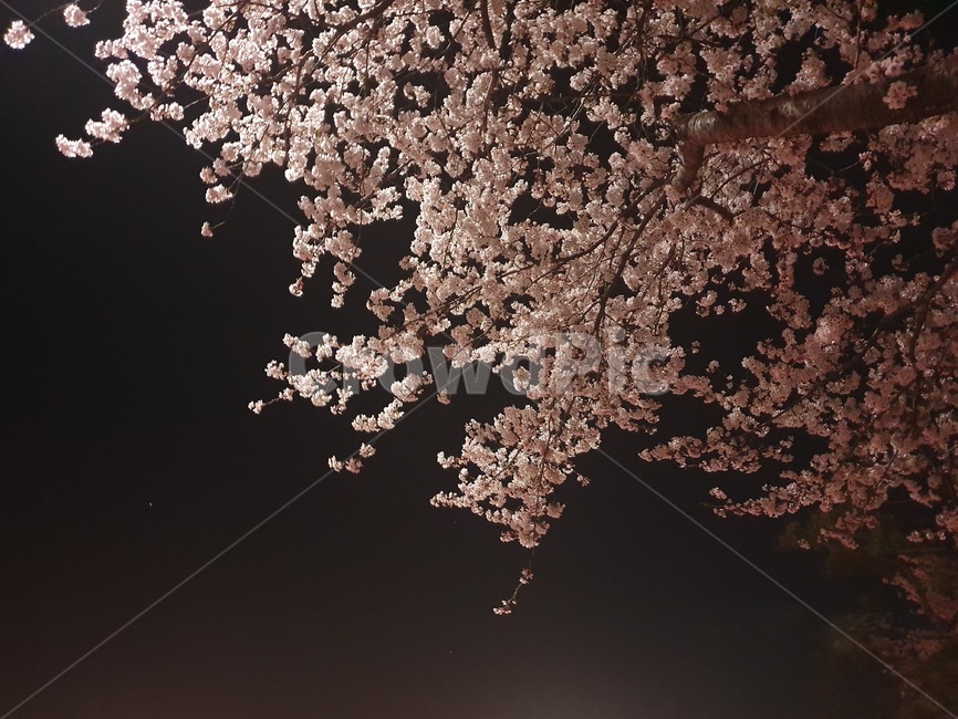 밤벚꽃,벚꽃,야경,꽃,벚꽃나무,밤,봄,계절,spring,season,야경,밤,풍경,nightscape,night,landscape,식물,자연,plants,nature,꽃,flower,plant,blossom