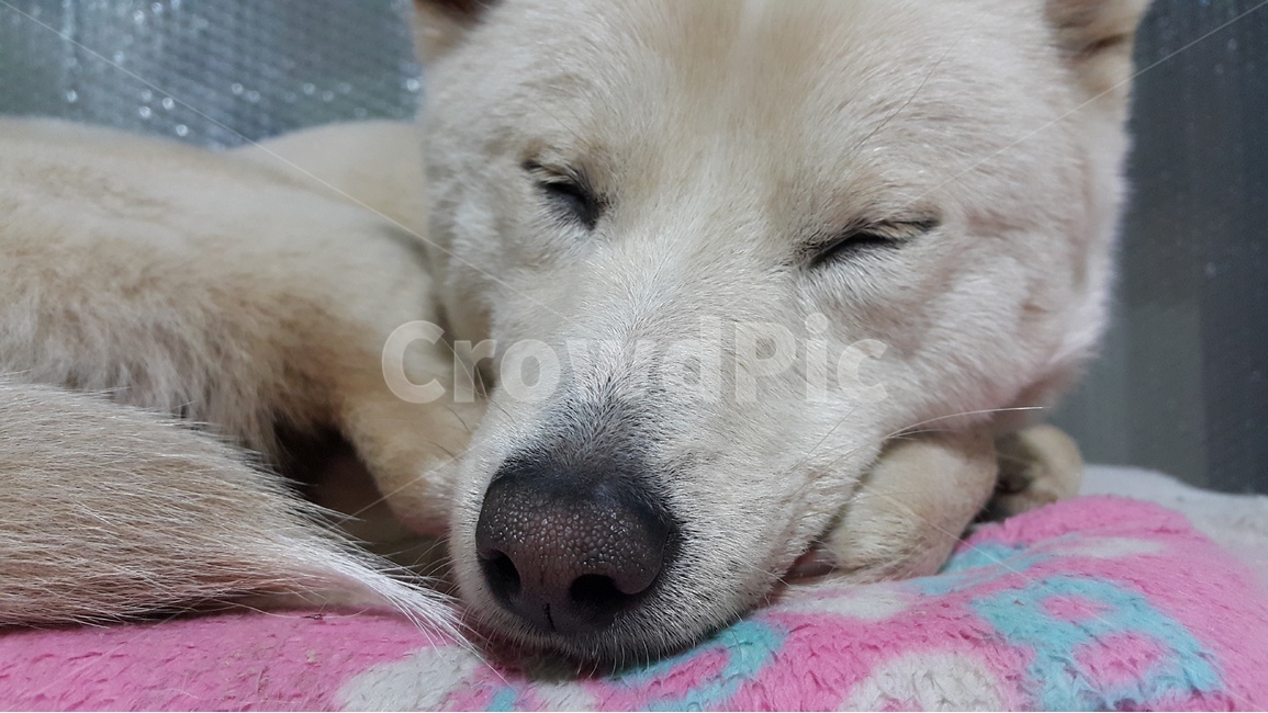 애완견,강아지,dog,petdog,진도개,pet,jindodog,koeradog,한국개,펫독,동물,animal,포유류,mammal,개,강아지,dog,doggy