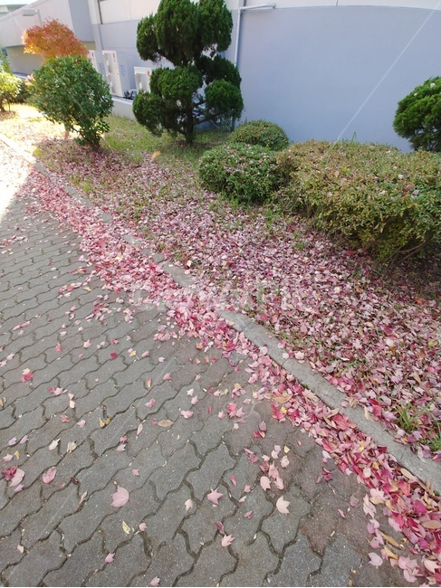 꽃잎,봄,집앞,산책,꽃길