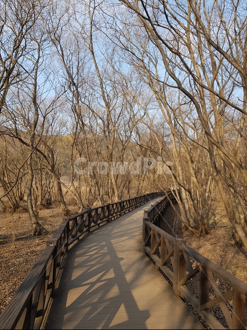 가을,앙상한나무,가야할길,나무길,쓸쓸함,고독,끝