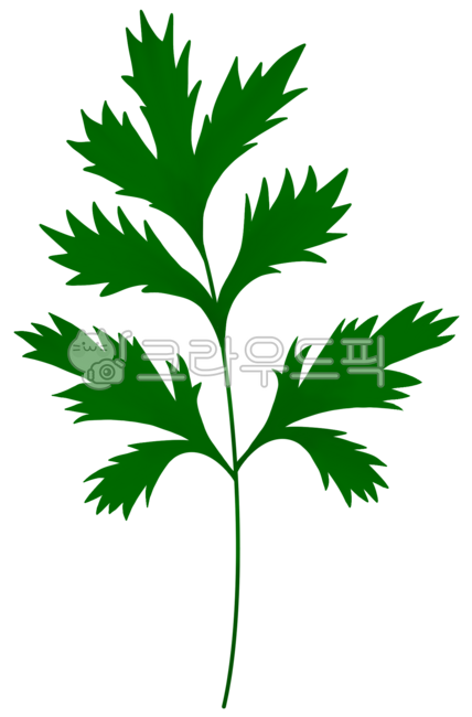 쑥, 식물, 초록잎, 허브, 파슬리, 사진,이미지,일러스트,캘리그라피 - sallyeleven작가