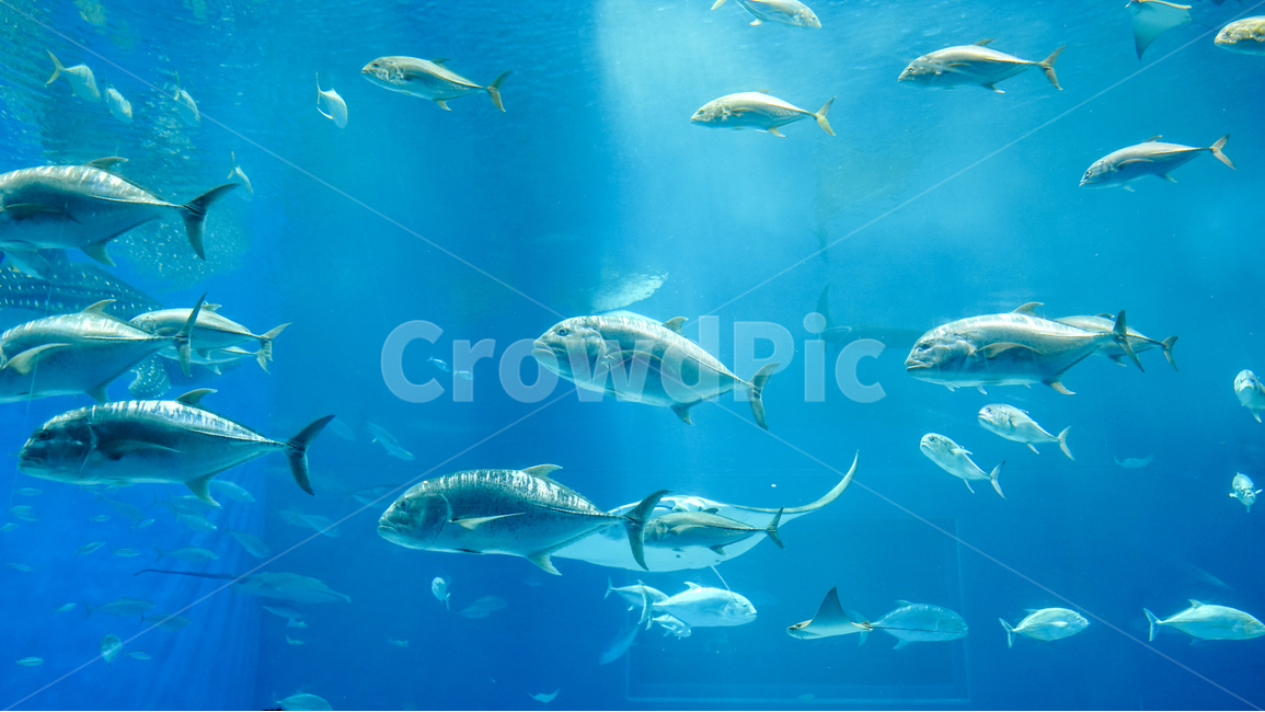 일본,aquarium,오키나와,수족관,아쿠아리움,고래상어,상어,파랑,바다,생선,물고기,동물,animal,어류,물고기,fish