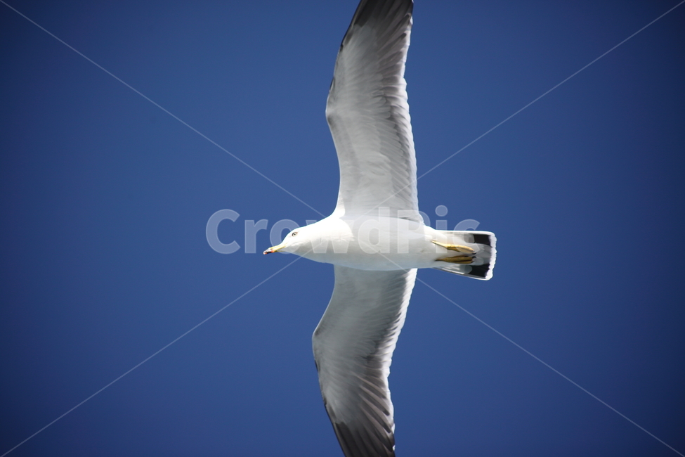 갈매기,바다새,대형조류,commongull,mewgull,laruscrassirostris,괭이갈매기,동물,animal,조류,새,birds