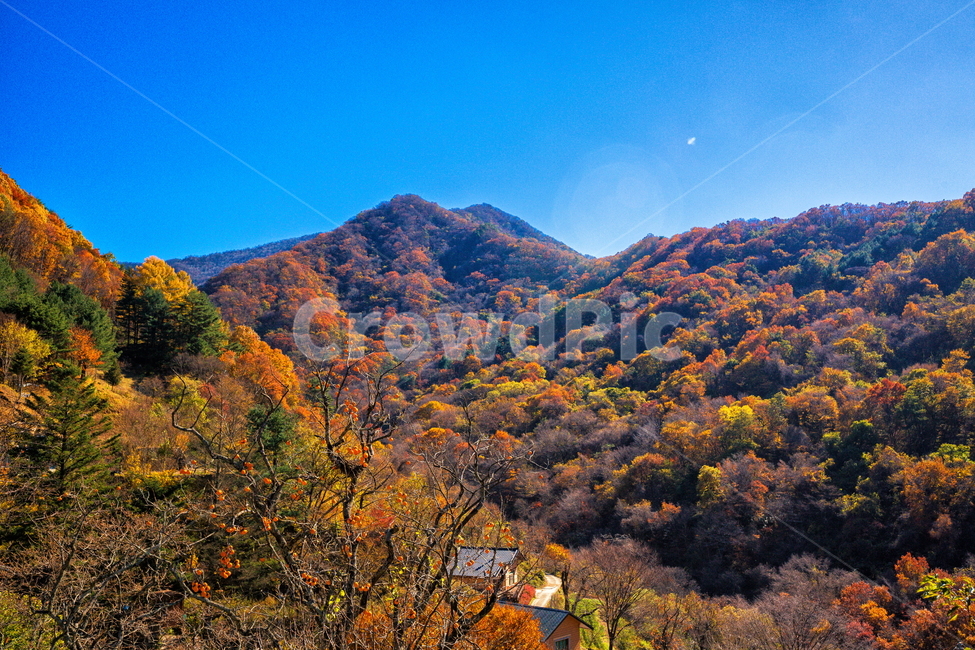 단풍,가을,autumn,fall,계절,가을,계절,fall,autumn,season,자연,풍경,nature,landscape,outdoors,옥외,hill,언덕