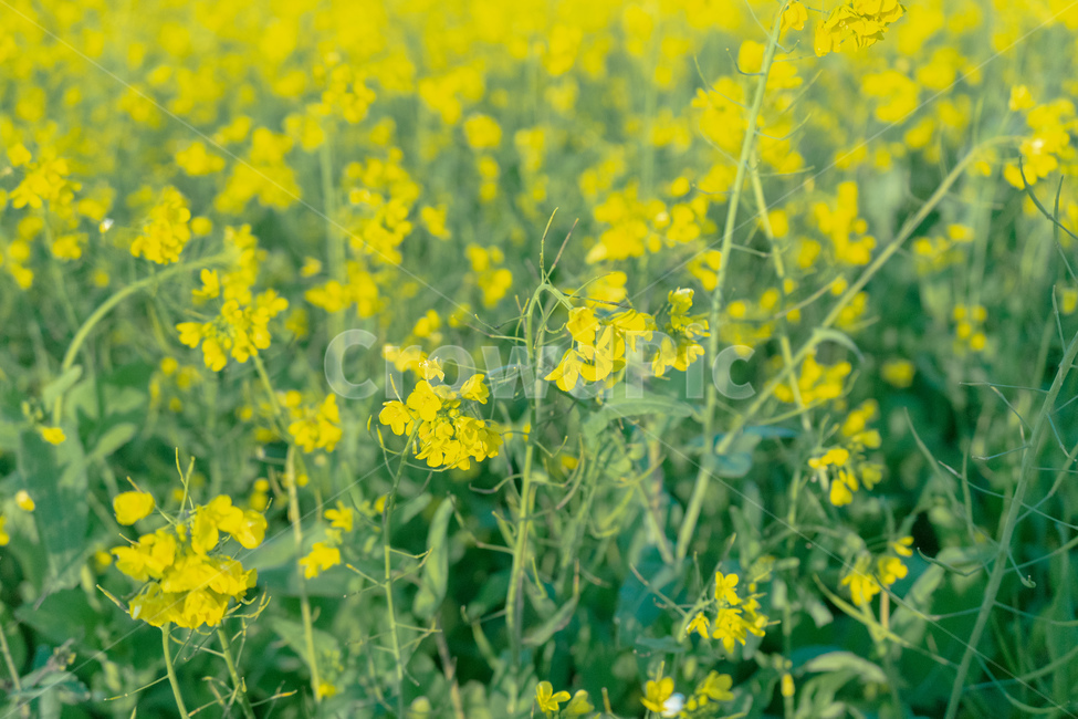 유채꽃,제주도,노랑,성산일출봉,유채밭,꽃,색감,감성,봄,계절,spring,season,outdoors,옥외,grassland,목초지,field,들,nature,자연,rural,농촌,farm,농장,meadow