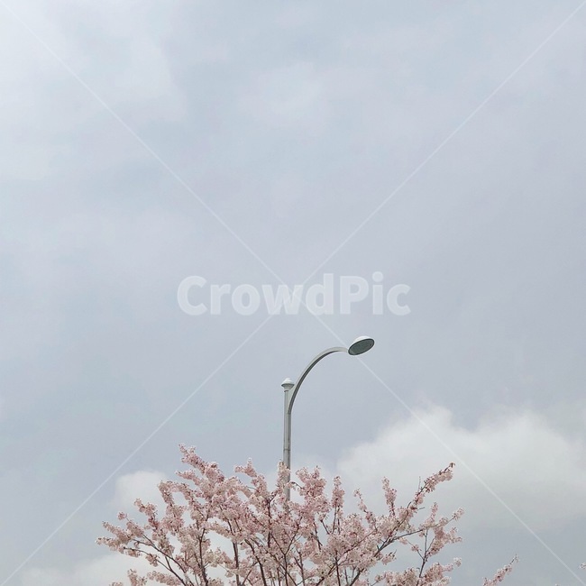 봄,벚꽃,하늘,가로등,꽃,벚나무,벚꽃축제,sky,spring,flower,봄,계절,spring,season,식물,자연,plants,nature,꽃,flower,plant