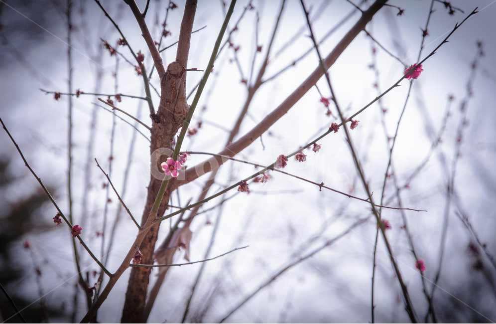 홍매화,봄꽃,꽃봉오리,색감,꽃,flower,식물,자연,plants,nature,꽃,flower