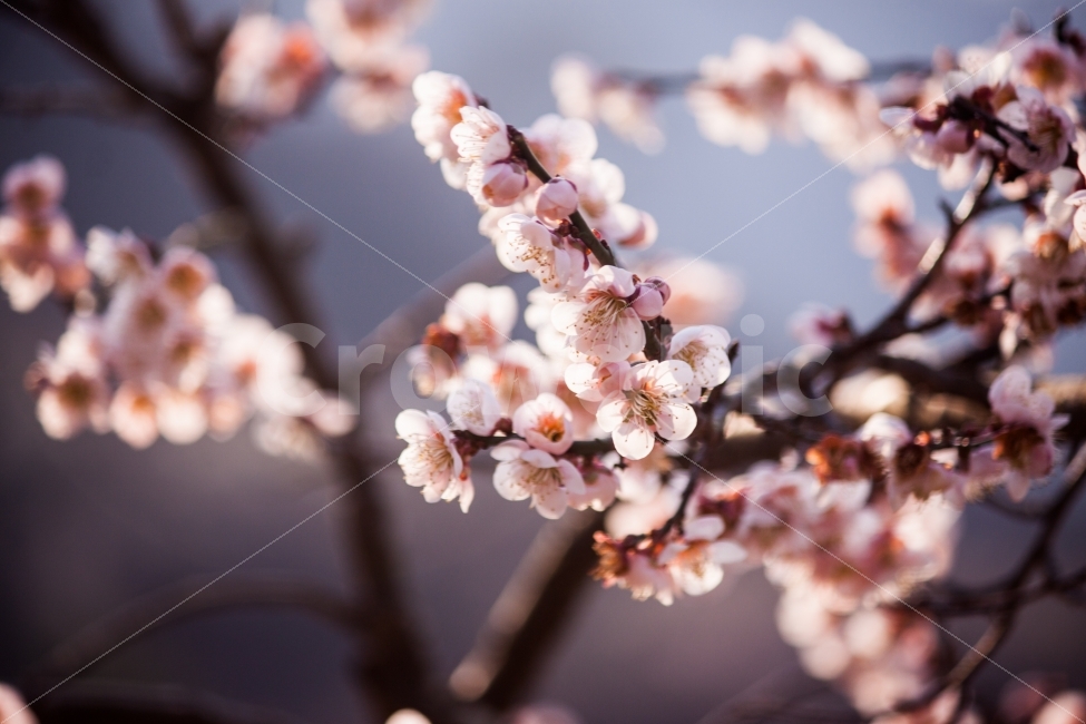 봄,자연,풍경,풍경사진,꽃,꽃사진,매화,매화사진,접사,spring,flower,나무,tree,flowers,nature,landscape,식물,자연,plants,nature,감성,sensible,feeling,봄,계절,spring,season,꽃,flower,plant,blossom