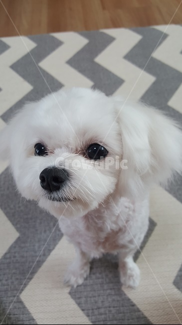 댕댕이,강아지,반려견,개,dog