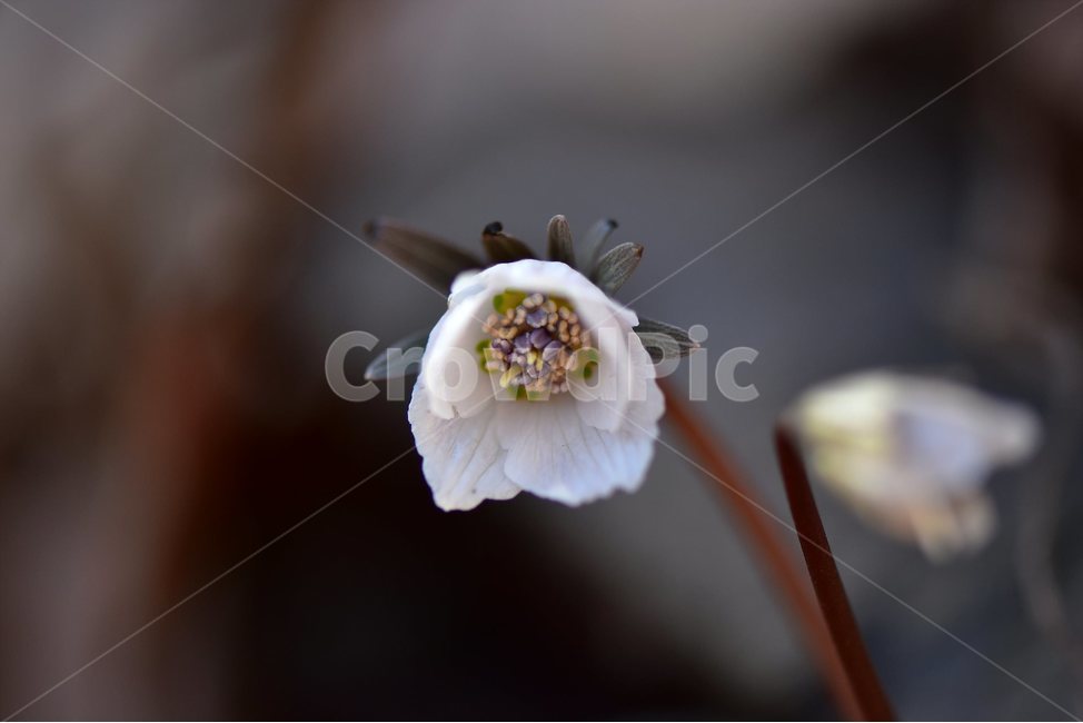 변산바람꽃,2018년,2월,야생화,꽃,생태,식물,자연,들꽃,산꽃,봄,감성,힐링,플라워,계절,시즌,wild,Flower,plants,nature,spring,season,배경,나무,목본,풀,초본,노란색미나리아재비과,너도바람꽃속,flower,울산,식물,자연,plants,nature,꽃,flower
