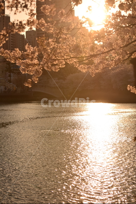 벚꽃,석촌호수,석양,봄,꽃,봄,계절,spring,season,도시,풍경,city,landscape,한국도시풍경,한국도시경관,korea cityscape,휴식,힐링,rest,relaxation,healing