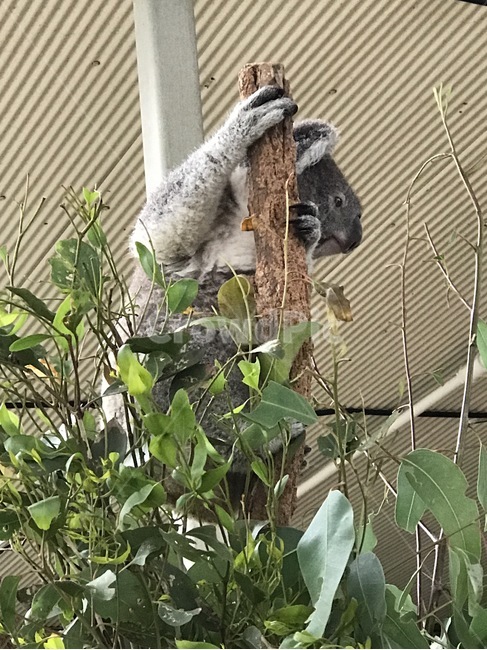 코알라,유칼리나무,동뭘원,유대류,휴식,동물,animal,포유류,mammal